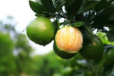 華逸府聯(lián)手德慶皇帝柑，為您帶來入冬的第一口甜~~