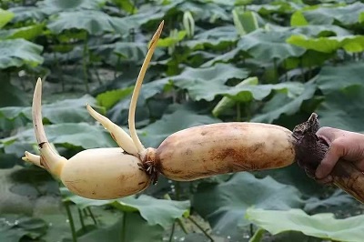 華逸府聯(lián)手湖北洪湖藕、江永芋頭，為您帶來健康原生態(tài)食材
